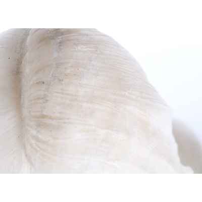 Скульптурный бюст из алебастра Европа начало XX века