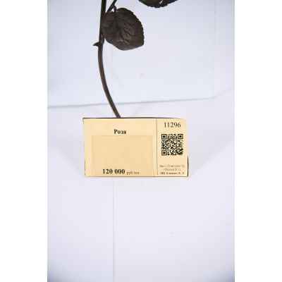 Роза Вена, Австрия 1866-1937 гг