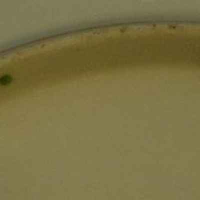 Блюдо из банкетного сервиза Фермерского дворца в Петергофе  