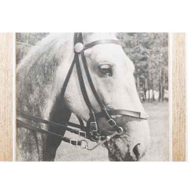 Б. С. Рябинин Фотография Друг конармейца СССР 1930-е гг. 47,3x28,2 см. СССР. Свердловская область июль 1936