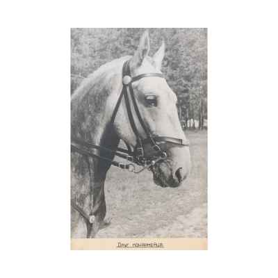 Б. С. Рябинин Фотография Друг конармейца СССР 1930-е гг. 47,3x28,2 см. СССР. Свердловская область июль 1936