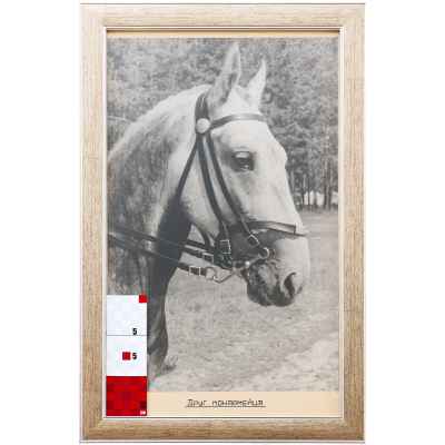 Б. С. Рябинин Фотография Друг конармейца СССР 1930-е гг. 47,3x28,2 см. СССР. Свердловская область июль 1936