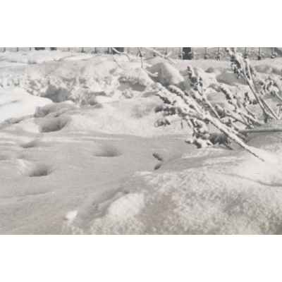 Б. С. Рябинин Фотография Вид на городской пруд Свердловск СССР 1930-е гг. 45x58,3 см. СССР. Свердловск 1930-гг